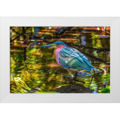 Colorful green heron fishing-Florida White Modern Wood Framed Art Print by Perry, William