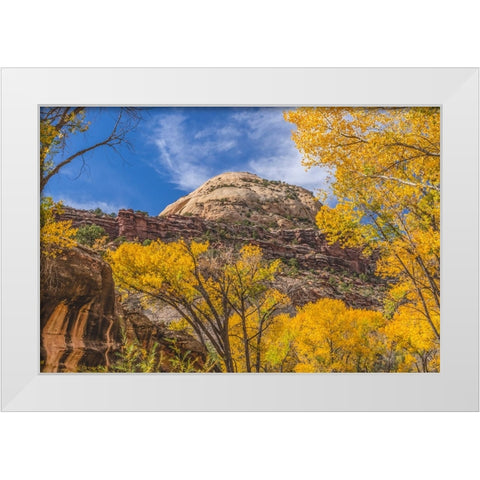 Colorful yellow cottonwood trees-Canyonlands National Park-Needles District-Utah White Modern Wood Framed Art Print by Perry, William