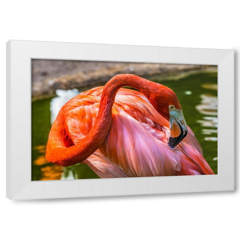 Colorful American Caribbean Flamingo-Florida White Modern Wood Framed Art Print by Perry, William