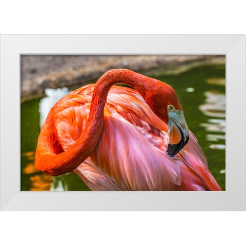 Colorful American Caribbean Flamingo-Florida White Modern Wood Framed Art Print by Perry, William
