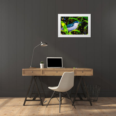 Colorful black crowned night heron fishing-Florida White Modern Wood Framed Art Print by Perry, William