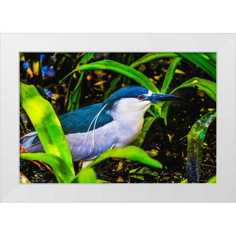 Colorful black crowned night heron fishing-Florida White Modern Wood Framed Art Print by Perry, William