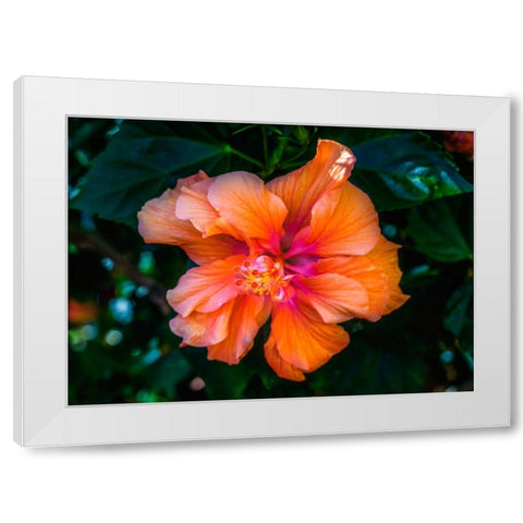 Tropical hibiscus flowers-Florida-Tropical hibiscus has many varieties White Modern Wood Framed Art Print by Perry, William