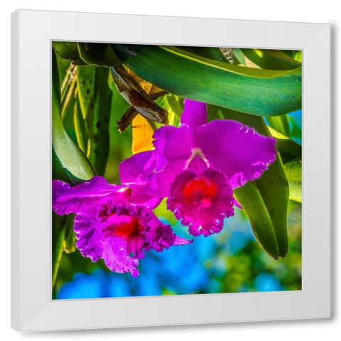 Tropical flowers-Florida White Modern Wood Framed Art Print by Perry, William