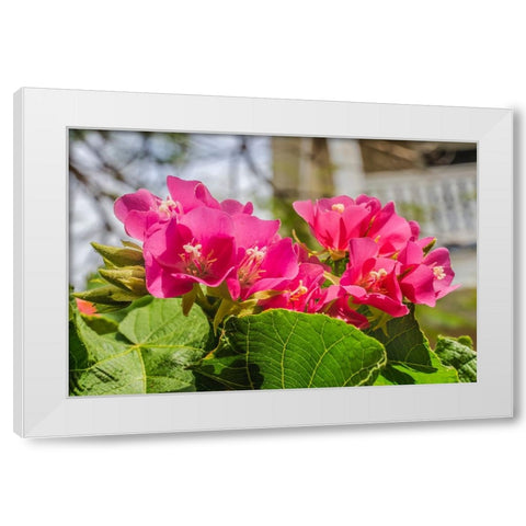 Pinkball hydrangea- Key West- Florida. White Modern Wood Framed Art Print by Perry, William