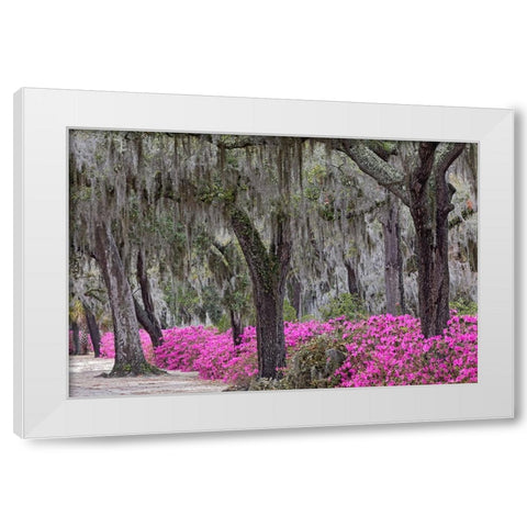 Live oak trees draped in Spanish moss and azaleas in full bloom in spring-Bonaventure Cemetery White Modern Wood Framed Art Print by Jones, Adam