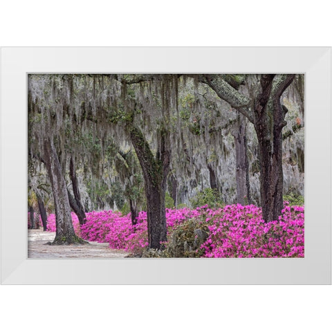 Live oak trees draped in Spanish moss and azaleas in full bloom in spring-Bonaventure Cemetery White Modern Wood Framed Art Print by Jones, Adam