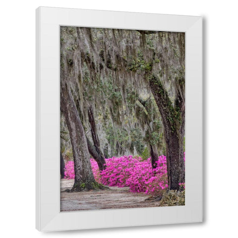 Bonaventure Cemetery-Georgia-Savannah White Modern Wood Framed Art Print by Jones, Adam