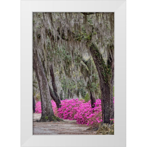 Bonaventure Cemetery-Georgia-Savannah White Modern Wood Framed Art Print by Jones, Adam