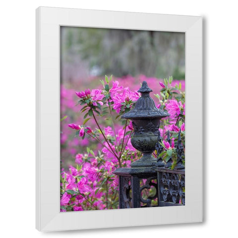 Iron fence and azaleas in full bloom-Bonaventure Cemetery-Savannah-Georgia White Modern Wood Framed Art Print by Jones, Adam