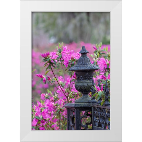 Iron fence and azaleas in full bloom-Bonaventure Cemetery-Savannah-Georgia White Modern Wood Framed Art Print by Jones, Adam