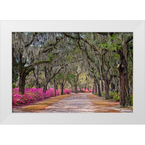 Rural road with azaleas and live oaks lining roadway-Bonaventure Cemetery-Savannah-Georgia White Modern Wood Framed Art Print by Jones, Adam