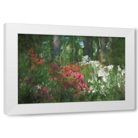 USA, Georgia, Azalea reflection in pond White Modern Wood Framed Art Print by Rotenberg, Nancy