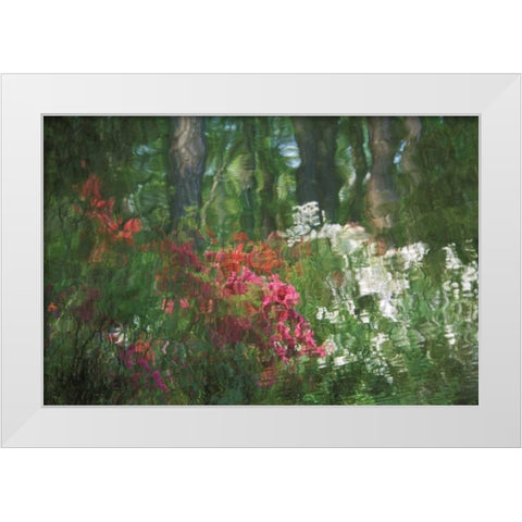 USA, Georgia, Azalea reflection in pond White Modern Wood Framed Art Print by Rotenberg, Nancy
