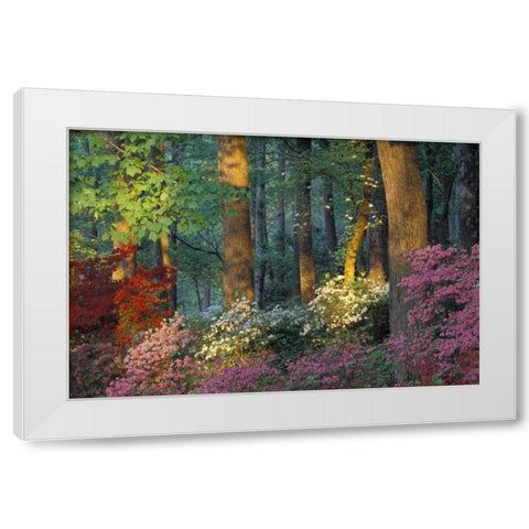 USA, Georgia, Azalea forest White Modern Wood Framed Art Print by Rotenberg, Nancy