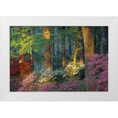 USA, Georgia, Azalea forest White Modern Wood Framed Art Print by Rotenberg, Nancy