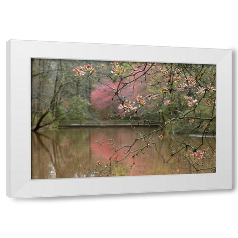 GA, Azalea branches over pond in spring, GA, White Modern Wood Framed Art Print by Rotenberg, Nancy
