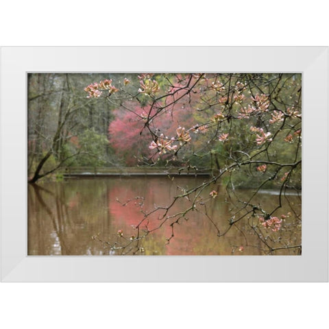 GA, Azalea branches over pond in spring, GA, White Modern Wood Framed Art Print by Rotenberg, Nancy