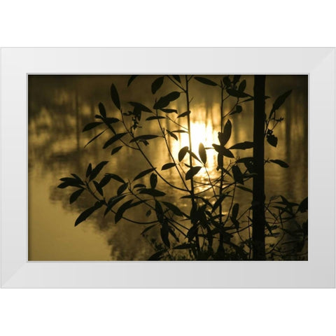 Georgia, Sunrise reflected in a pond White Modern Wood Framed Art Print by Rotenberg, Nancy