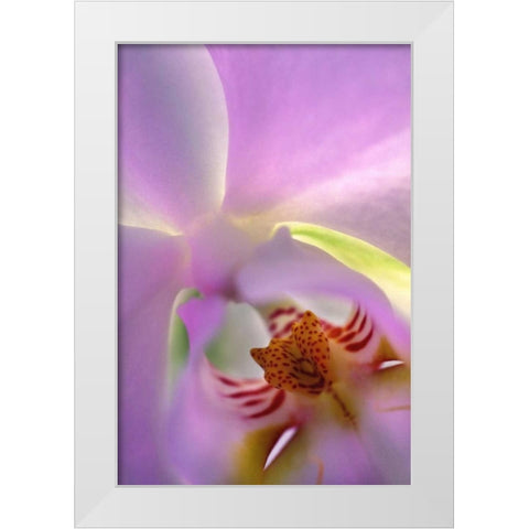 Georgia, Alpharetta Backlit phalaeonopsis orchid White Modern Wood Framed Art Print by Needle, Charles