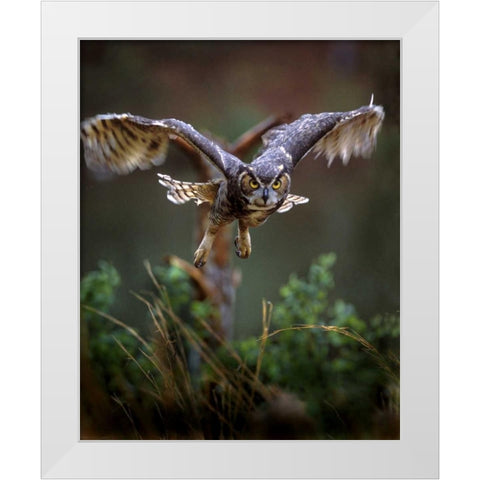 GA, Pine Mountain Barred owl in flight White Modern Wood Framed Art Print by Kelley, David