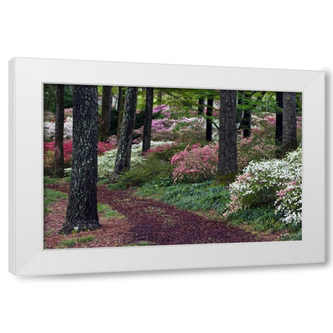 Georgia Pathway through trees and flower bushes White Modern Wood Framed Art Print by Rotenberg, Nancy