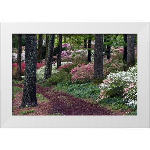 Georgia Pathway through trees and flower bushes White Modern Wood Framed Art Print by Rotenberg, Nancy