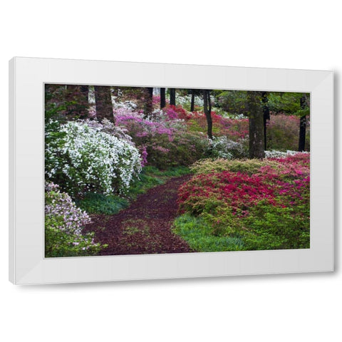 Georgia Pathway through trees and flower bushes White Modern Wood Framed Art Print by Rotenberg, Nancy