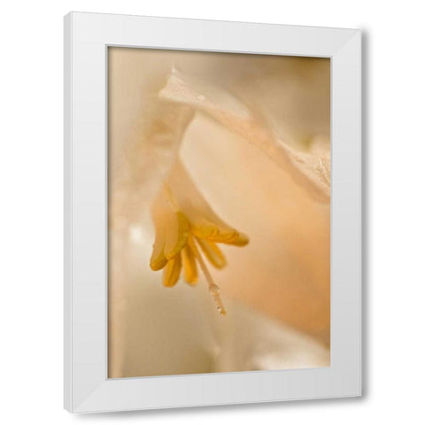 USA, Georgia Close up of pale peach flower White Modern Wood Framed Art Print by Rotenberg, Nancy