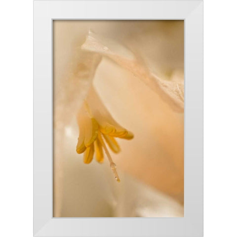 USA, Georgia Close up of pale peach flower White Modern Wood Framed Art Print by Rotenberg, Nancy