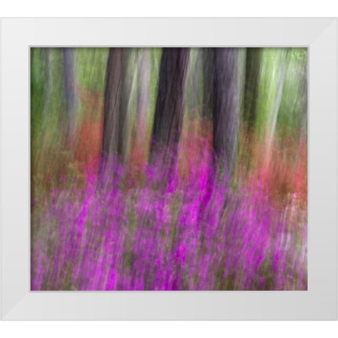 Colorful blurred garden abstract, Georgia White Modern Wood Framed Art Print by Rotenberg, Nancy