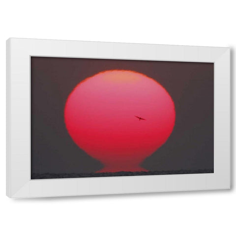 GA, Little St Simons Island Tern in flight White Modern Wood Framed Art Print by Morris, Arthur