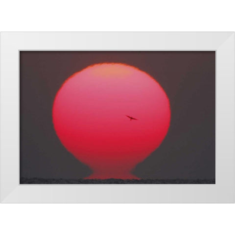 GA, Little St Simons Island Tern in flight White Modern Wood Framed Art Print by Morris, Arthur