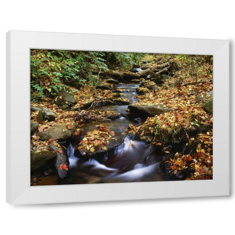 Georgia, Cherokee NF Small creek in autumn White Modern Wood Framed Art Print by Flaherty, Dennis