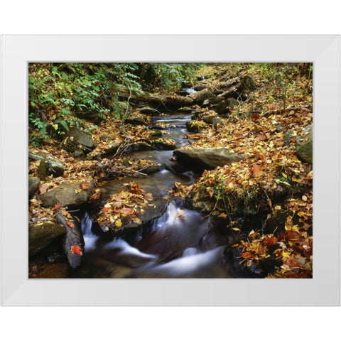 Georgia, Cherokee NF Small creek in autumn White Modern Wood Framed Art Print by Flaherty, Dennis