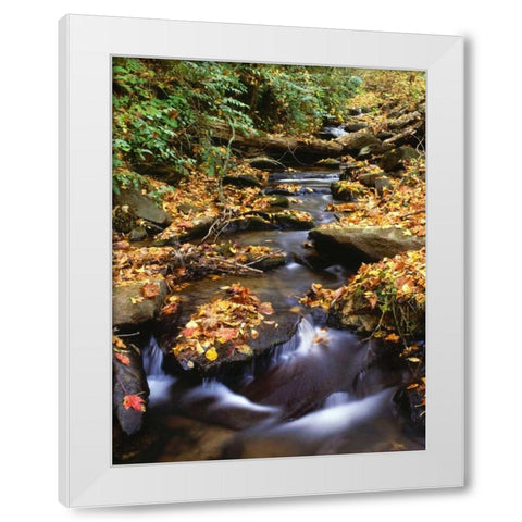 Georgia, Cherokee NF Small creek in autumn White Modern Wood Framed Art Print by Flaherty, Dennis