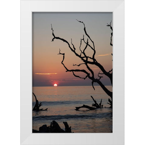 USA-Georgia-Jekyll Island-Sunrise on Driftwood Beach of petrified trees White Modern Wood Framed Art Print by Looney, Hollice