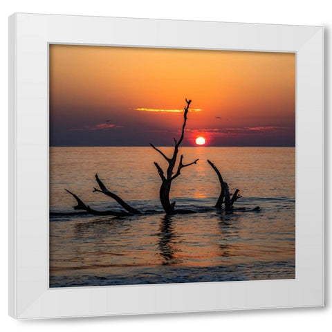 USA-Georgia-Jekyll Island-Sunrise on Driftwood Beach of petrified trees White Modern Wood Framed Art Print by Looney, Hollice