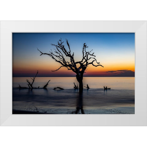 USA-Georgia-Jekyll Island-Sunrise on Driftwood Beach of petrified trees White Modern Wood Framed Art Print by Looney, Hollice