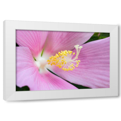 Georgia-Savannah Close-up of hibiscus flower White Modern Wood Framed Art Print by Wells, Joanne