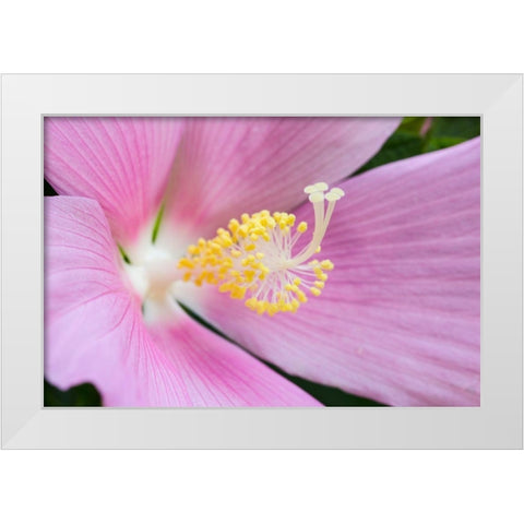 Georgia-Savannah Close-up of hibiscus flower White Modern Wood Framed Art Print by Wells, Joanne