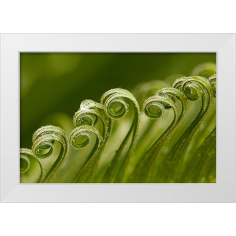 Georgia-Savannah Sago palm new growth White Modern Wood Framed Art Print by Wells, Joanne