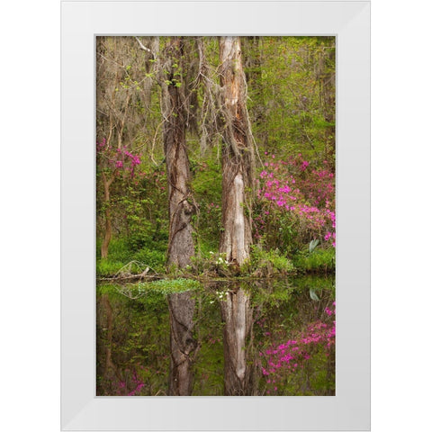 South Carolina-Charleston Azaleas blooming along ponds edge at Magnolia Gardens White Modern Wood Framed Art Print by Wells, Joanne