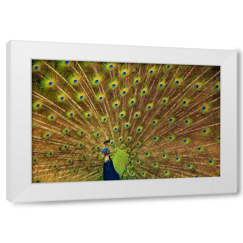 South Carolina-Charleston Peacock displaying spring tail feathers White Modern Wood Framed Art Print by Wells, Joanne
