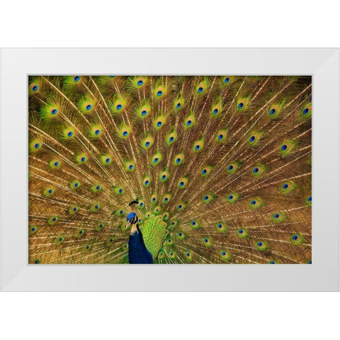 South Carolina-Charleston Peacock displaying spring tail feathers White Modern Wood Framed Art Print by Wells, Joanne