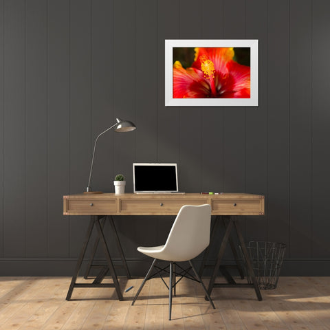 Georgia-Savannah Close-up of a hibiscus, White Modern Wood Framed Art Print by Wells, Joanne
