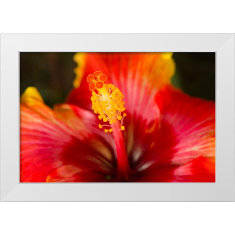 Georgia-Savannah Close-up of a hibiscus, White Modern Wood Framed Art Print by Wells, Joanne