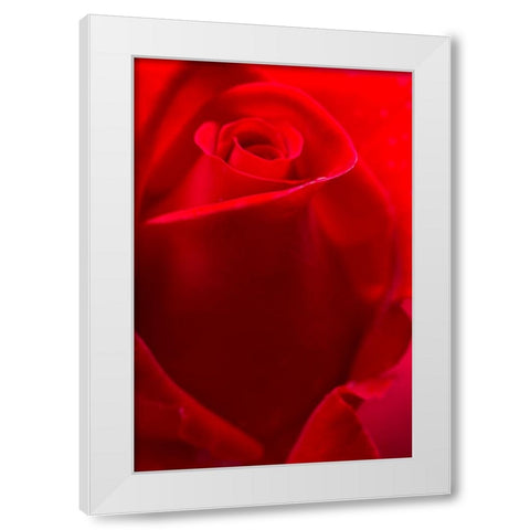 USA- Georgia- Savannah. Red rose bud in the spring. White Modern Wood Framed Art Print by Wells, Joanne