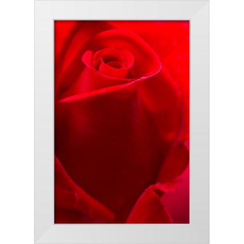 USA- Georgia- Savannah. Red rose bud in the spring. White Modern Wood Framed Art Print by Wells, Joanne