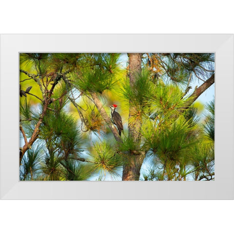 USA- Georgia- Savannah. Pileated woodpecker in tall pine tree. White Modern Wood Framed Art Print by Wells, Joanne